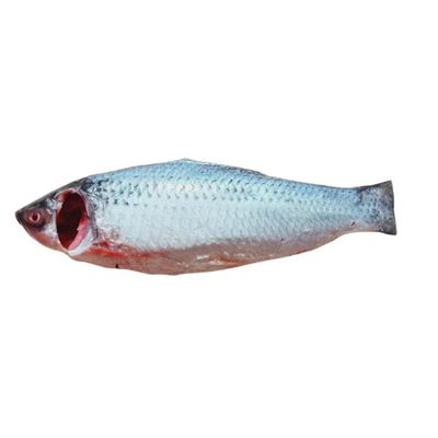 Rui Fish After Processed  ±50 gm 500gm(রুই মাছ মাছ প্রক্রিয়াজাত)