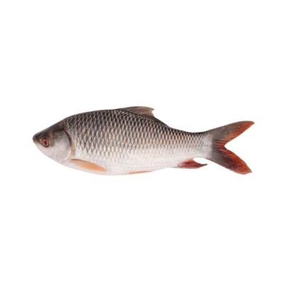 Rui Fish (±50gm) 1.5 kg রুই মাছ_img_0