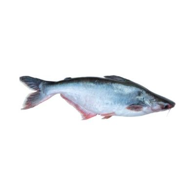 Pangas Fish ±50gm 1 kg পাঙ্গাশ মাছ_img_0