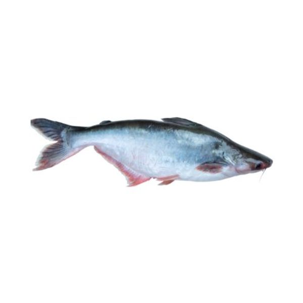 Pangas Fish ±50gm 1 kg পাঙ্গাশ মাছ